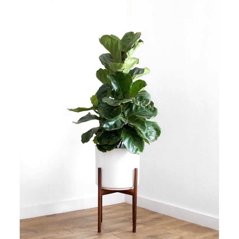 Nanhayu Sapota - Walnut Color Standing Flower Plant Pot Made of Perhutani Dutch Teak Wood
