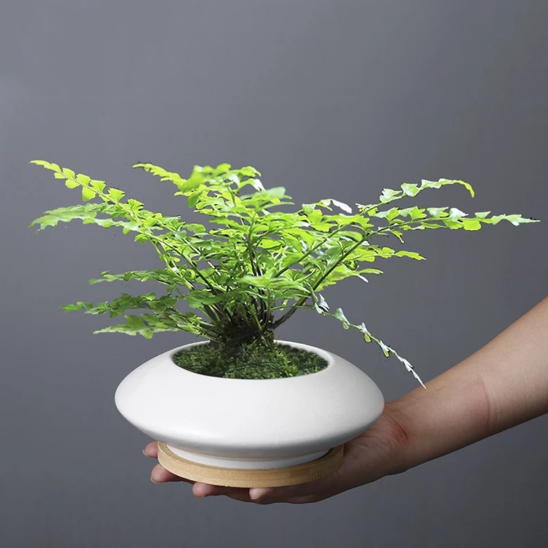 BMC Cross-border modern fashionable minimalist internet celebrity white porcelain flower pot orchid lucky bamboo POT1070