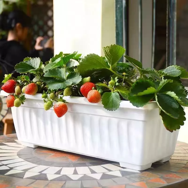 Plastic Planter Box Vegetable Herbs Flowers Thicken Outdoor Indoor Planting Basin Balcony Garden Decor